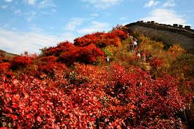 Autumn Chinese camp with golden leaves in Beijing