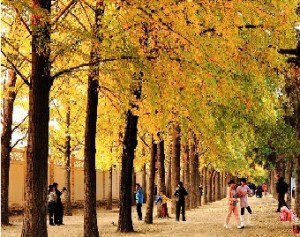 the Best Places to See Autumn Leaves in Beijing